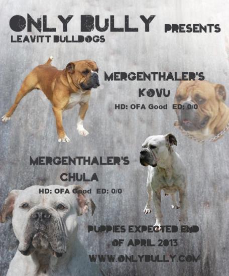 affiche-kovu-chula2-1.jpg