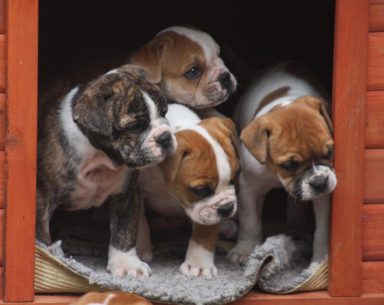 Only Bully Leavitt Bulldog Olde English Bulldogge France